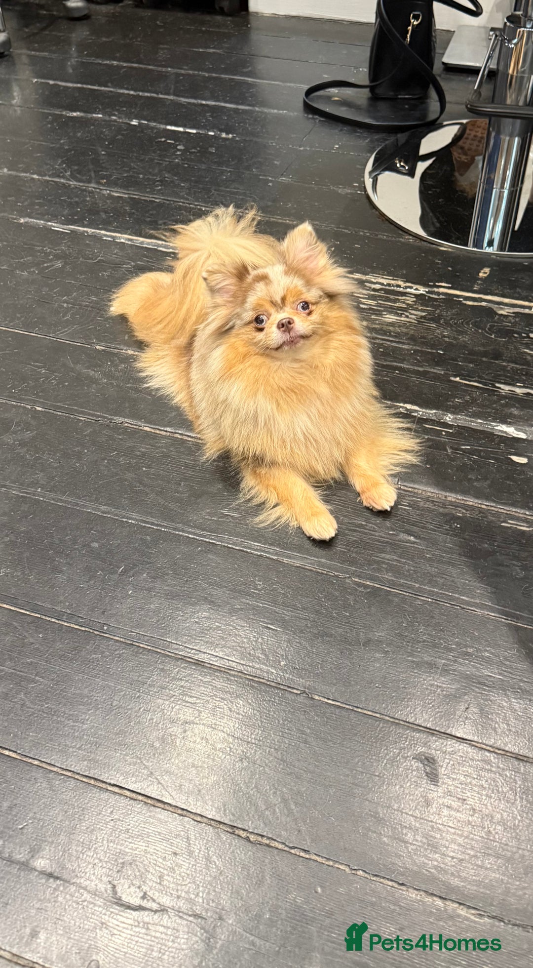 Chihuahua dogs for sale: Long coated Chihuahuas *super rare! - Advert 17