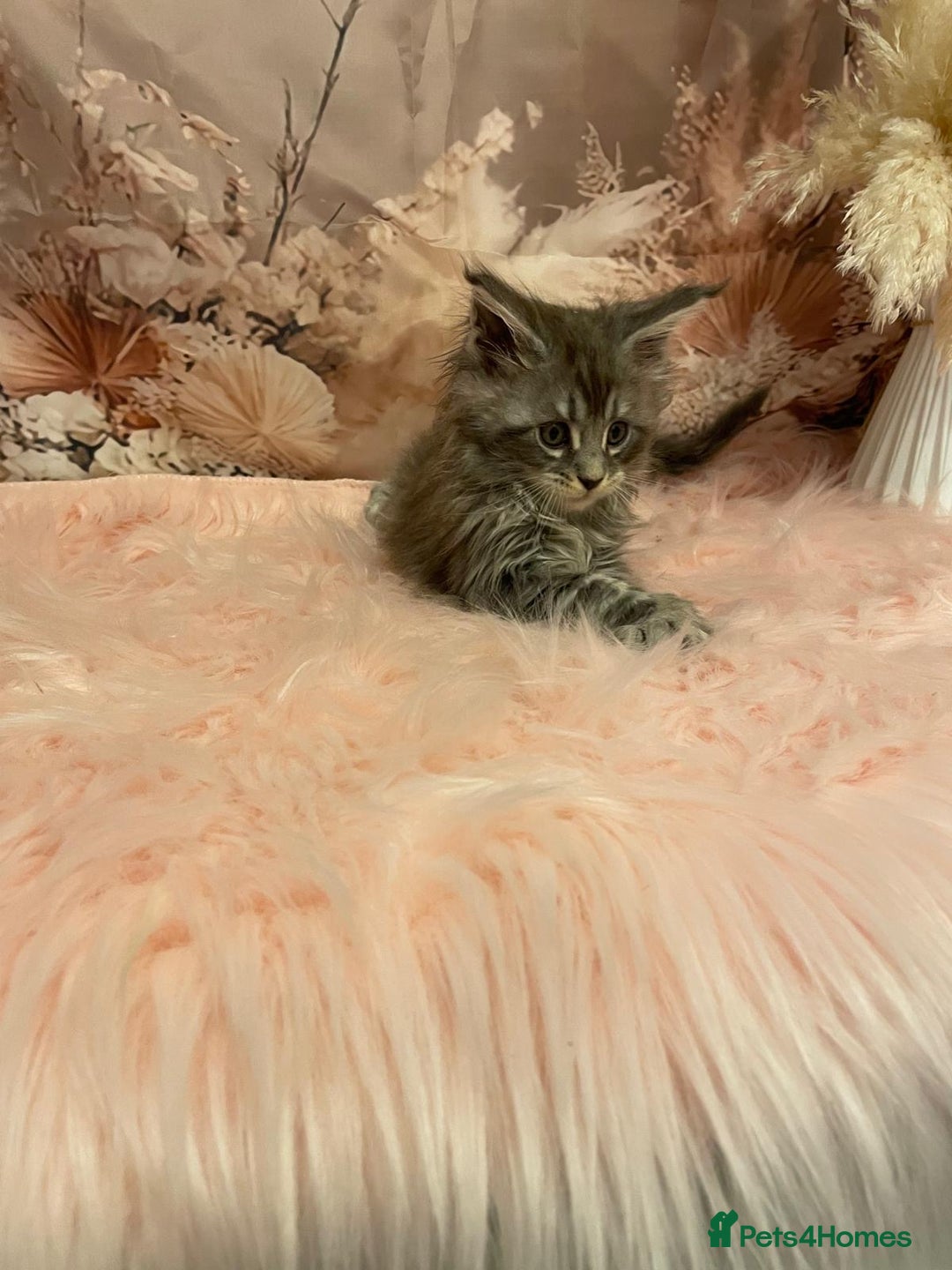 Maine Coon cats for sale: Maine Coon polydactyl (left two girls) - Advert 16