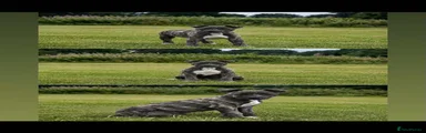 Lurcher Rhea