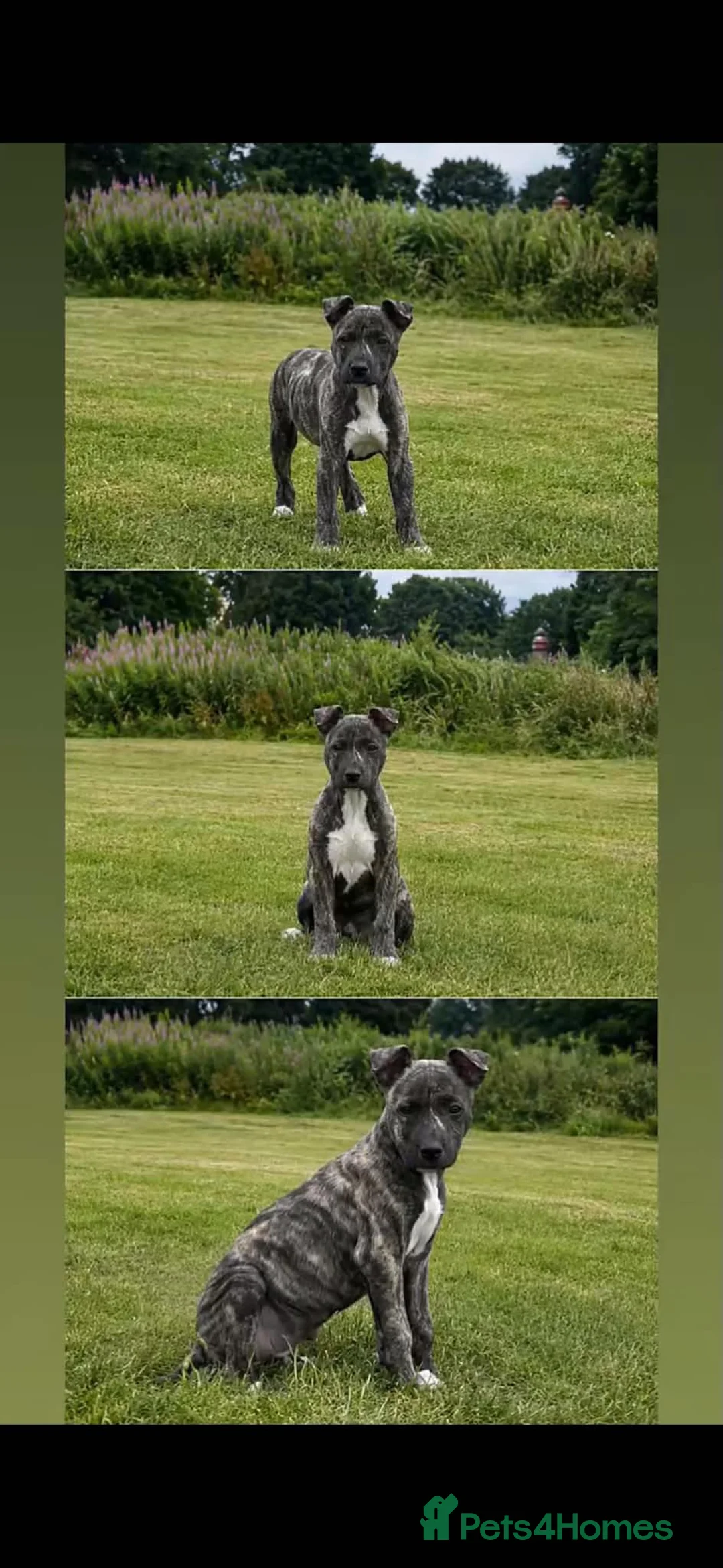 Lurcher dogs for sale: 13 week female bull greyhound pup in Burnley - Advert 2