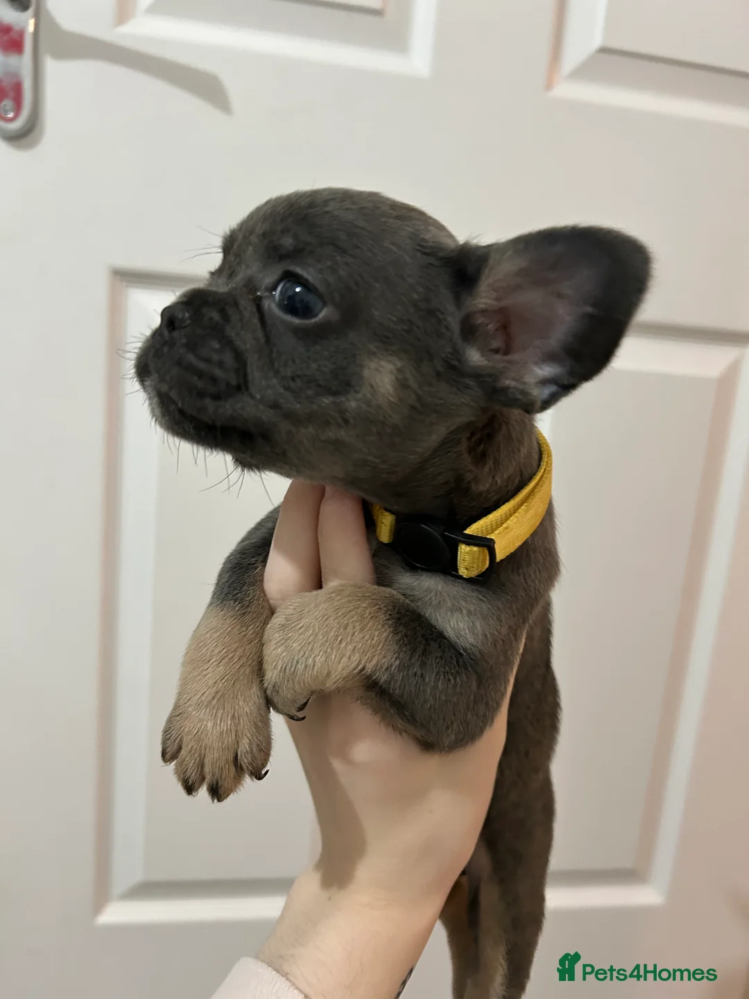 French Bulldog dogs for sale: FLUFFY PINK ISABELLA BLUE TAN KC REGISTERED  - Advert 14