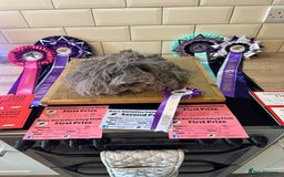 Guinea Pig rodents for sale: Lots of Guinea Pigs Always available!  - Image 13