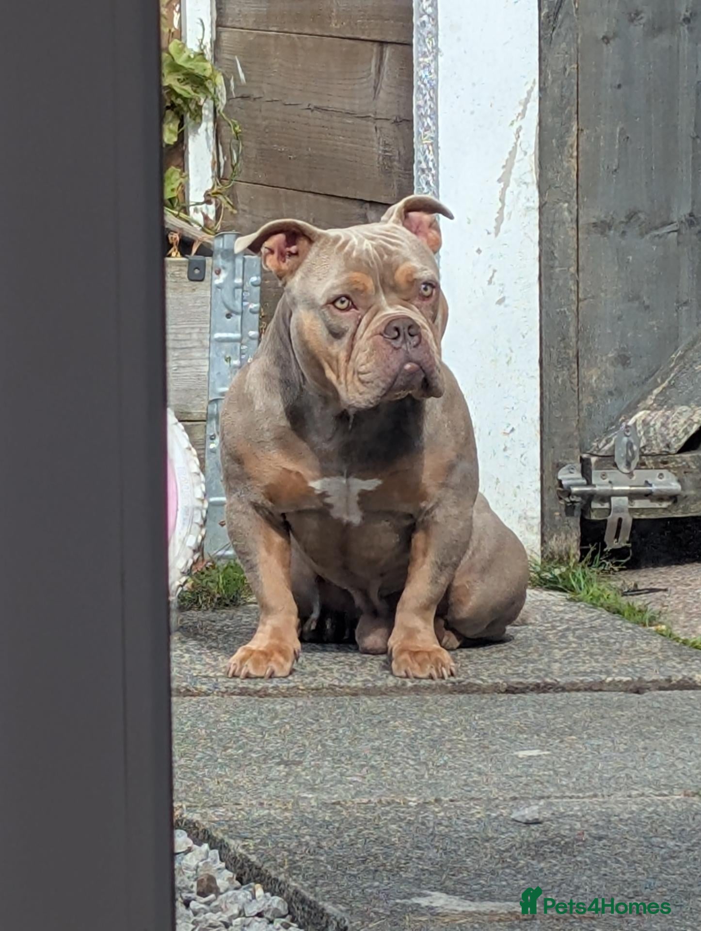 Mixed Breed livestock Pocket bully  - Advert 2