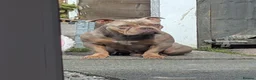 Mixed Breed livestock for sale: Pocket bully  - Advert 2