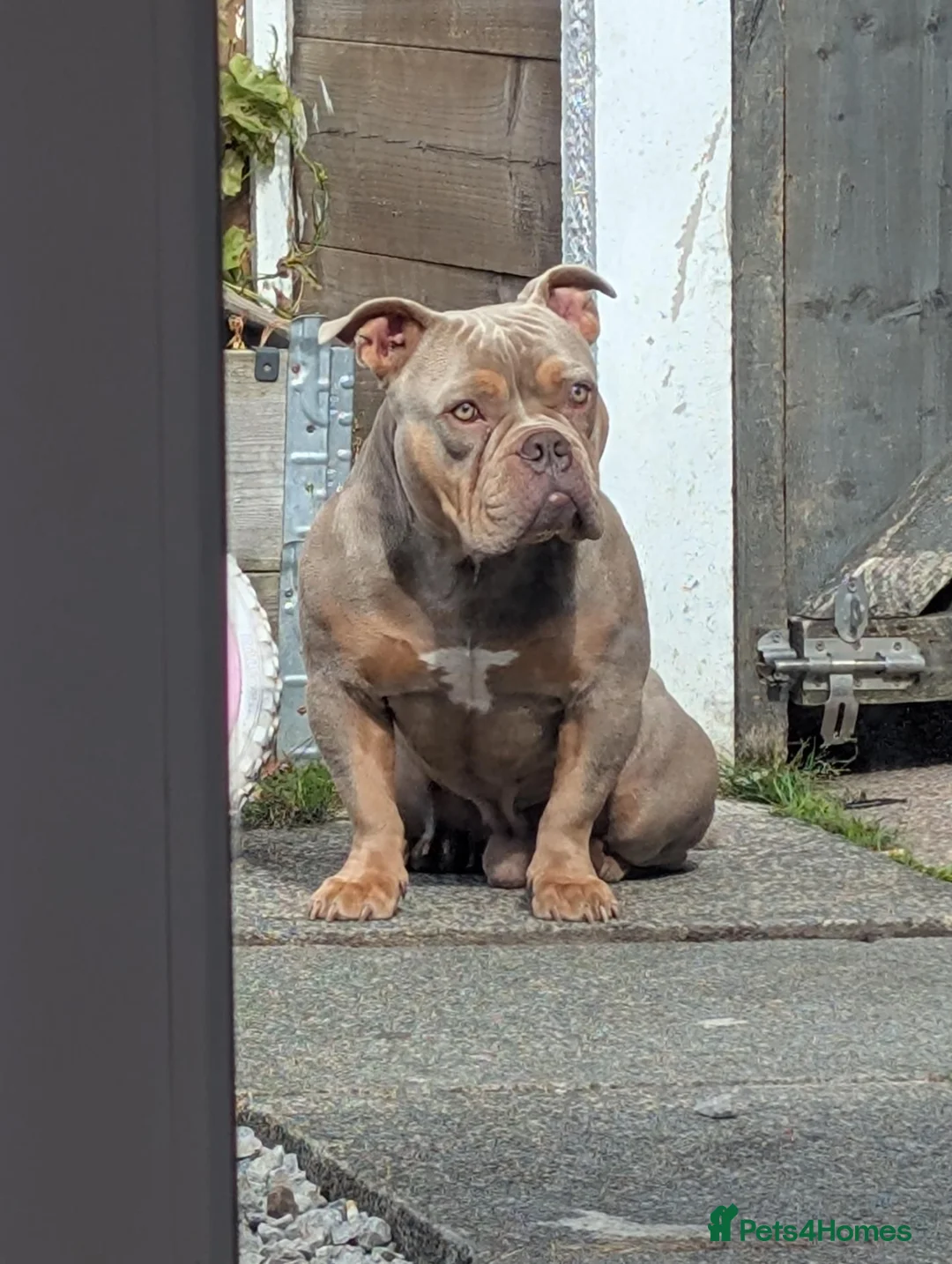 Mixed Breed livestock for sale: Pocket bully  - Advert 2
