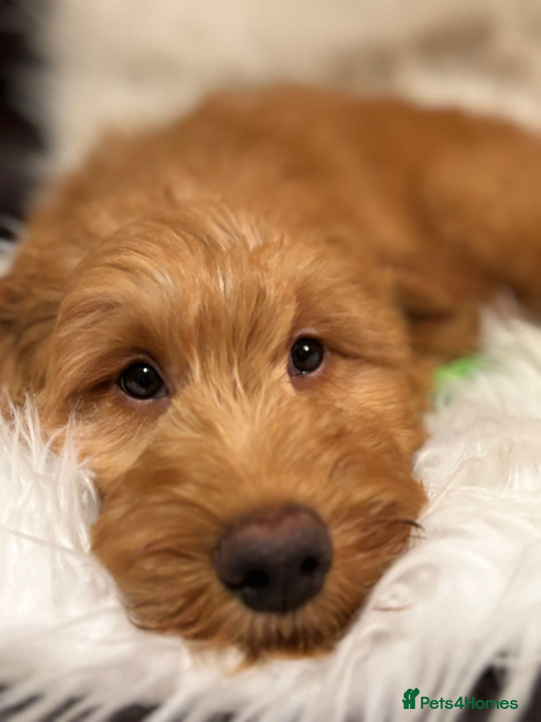 Goldendoodle dogs for sale: Ready Now deep red Golden Doodle F1 pups  - Advert 17