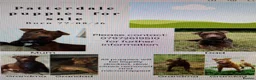 Patterdale Terrier dogs for stud: Working Chocolate Patterdale For Stud  in Wakefield - Advert 2