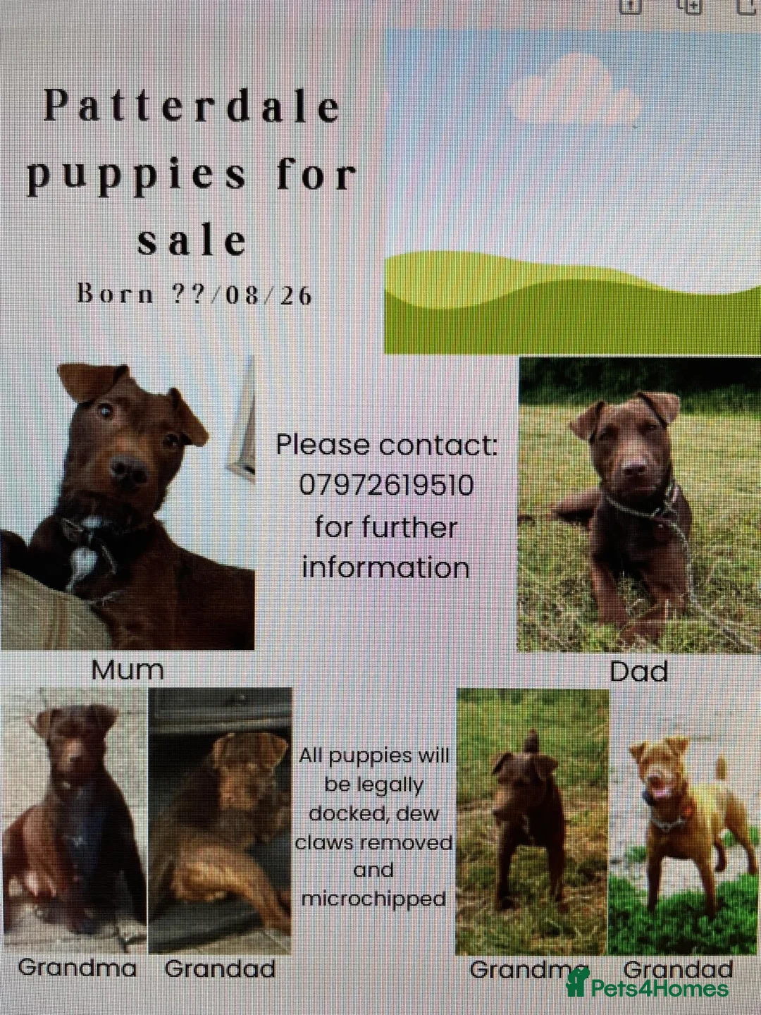 Patterdale Terrier dogs for stud: Working Chocolate Patterdale For Stud  in Wakefield - Advert 2