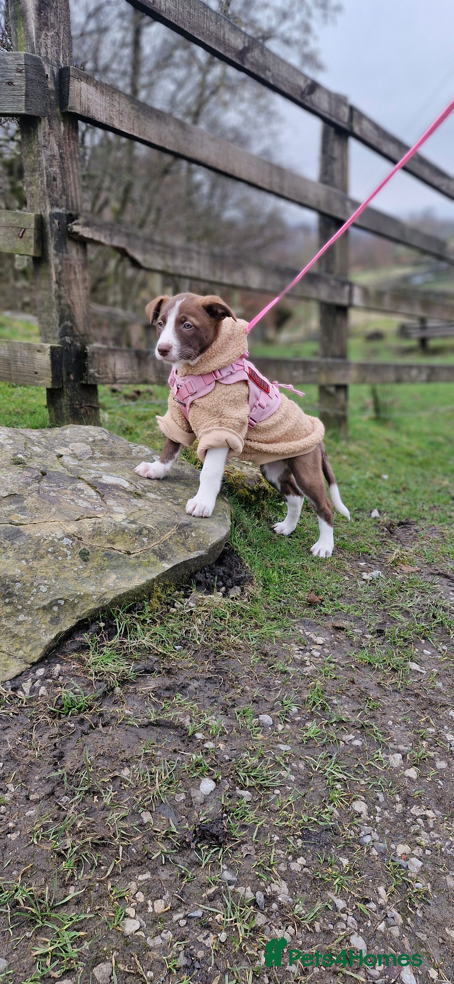 Mixed Breed dogs Bullgreyhound x collie (bull lurcher pup) - Advert 7