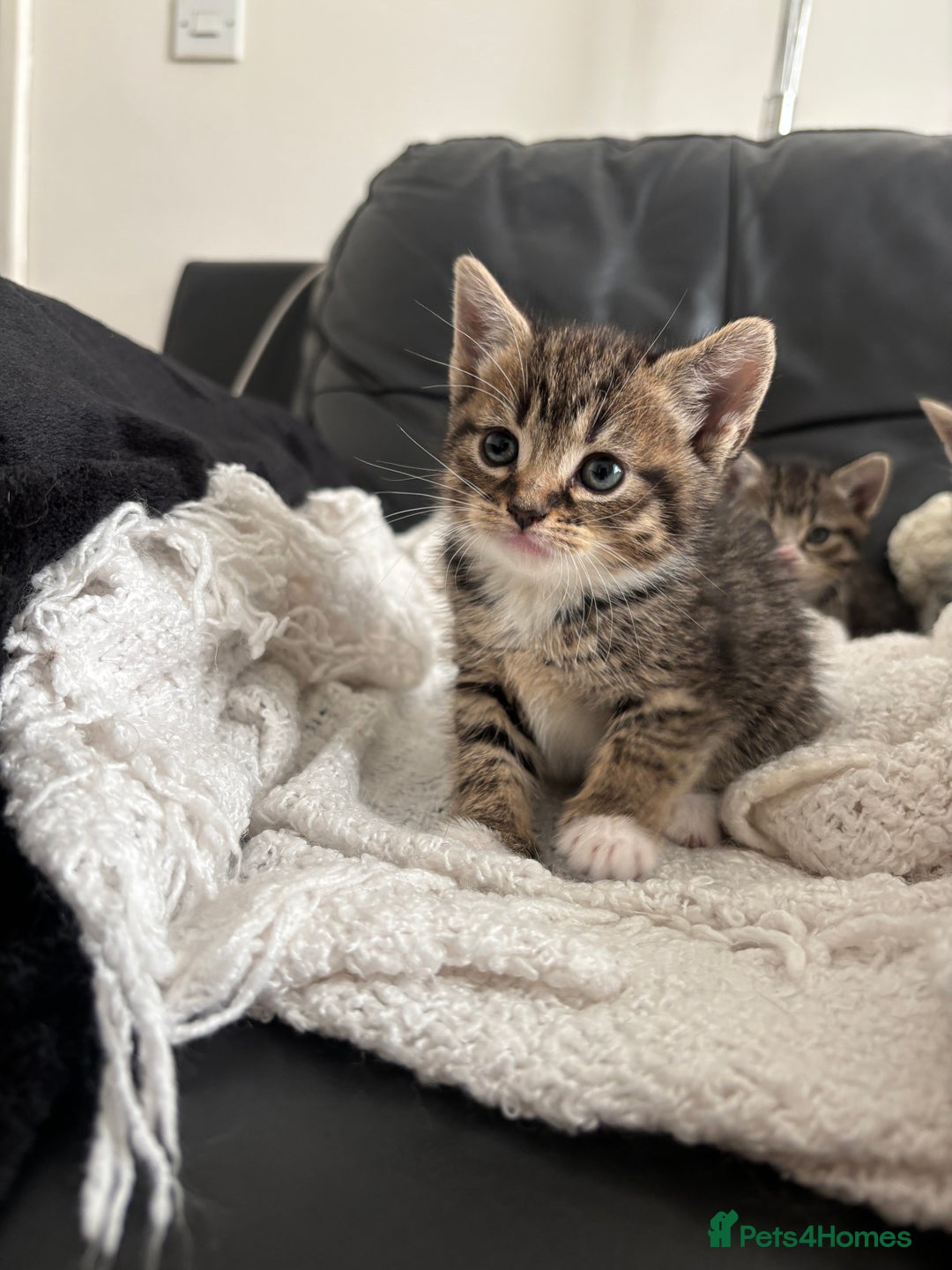 Domestic Shorthair cats for sale: 6 female kitten for sale - Image 12