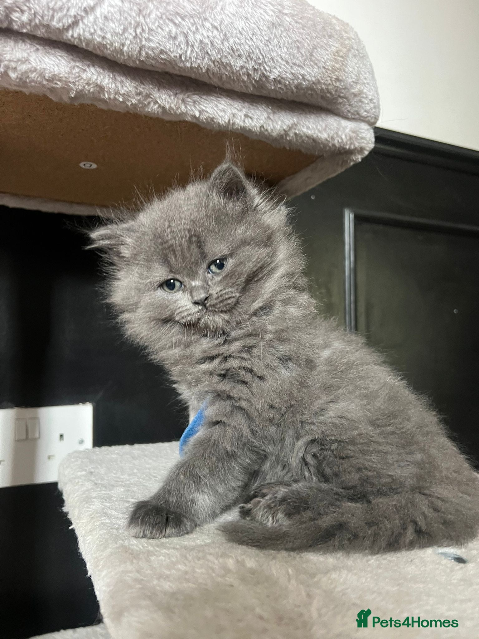 Scottish Fold cats for sale: 5 beautiful Scottish Fold’s kittens  - Advert 25