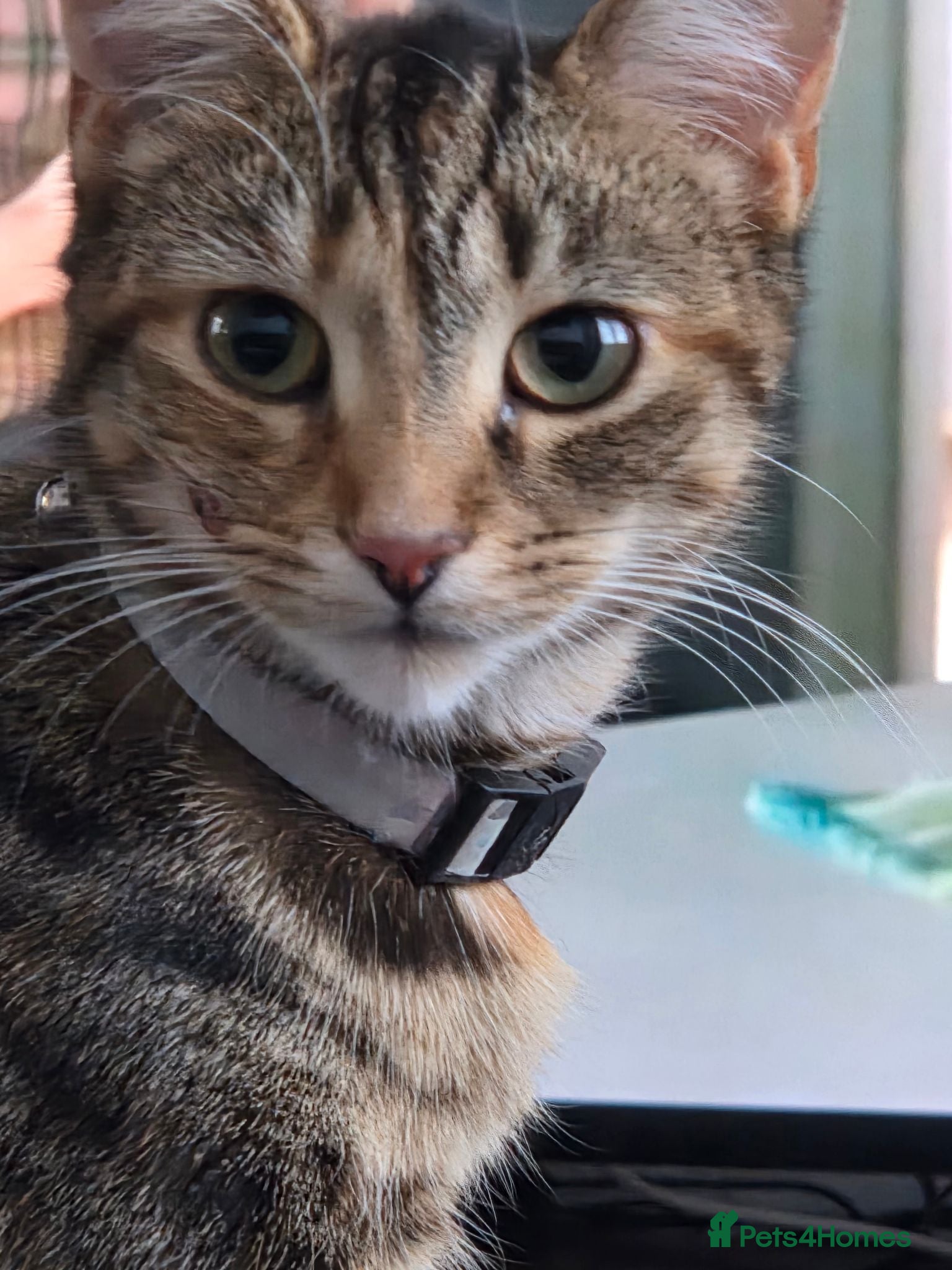 Mixed Breed cats Two friendly boys looking for a forever home - Advert 8