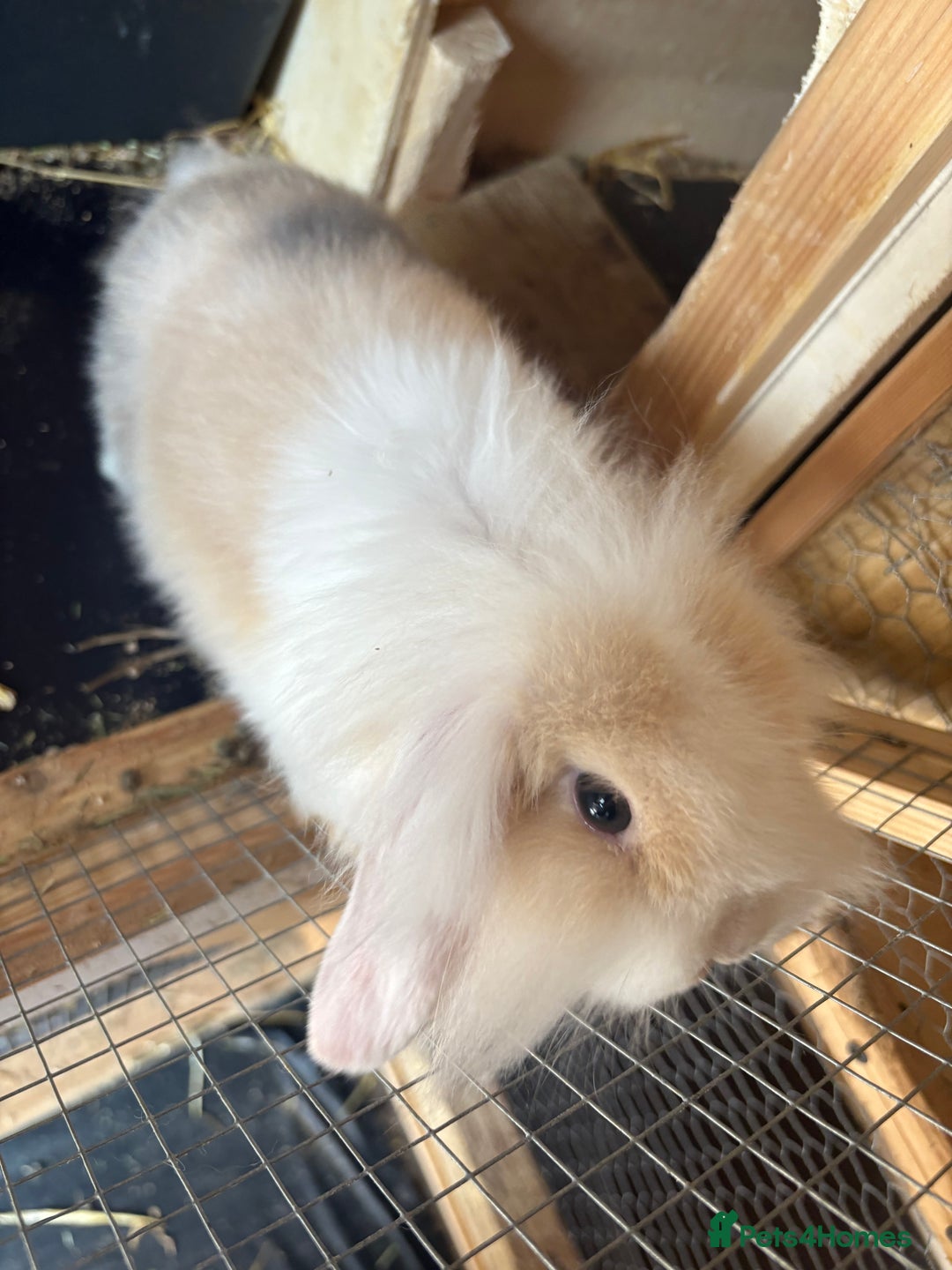 Mini Lion Lop rabbits for sale: Mini lion lops in Blackwood - Image 9