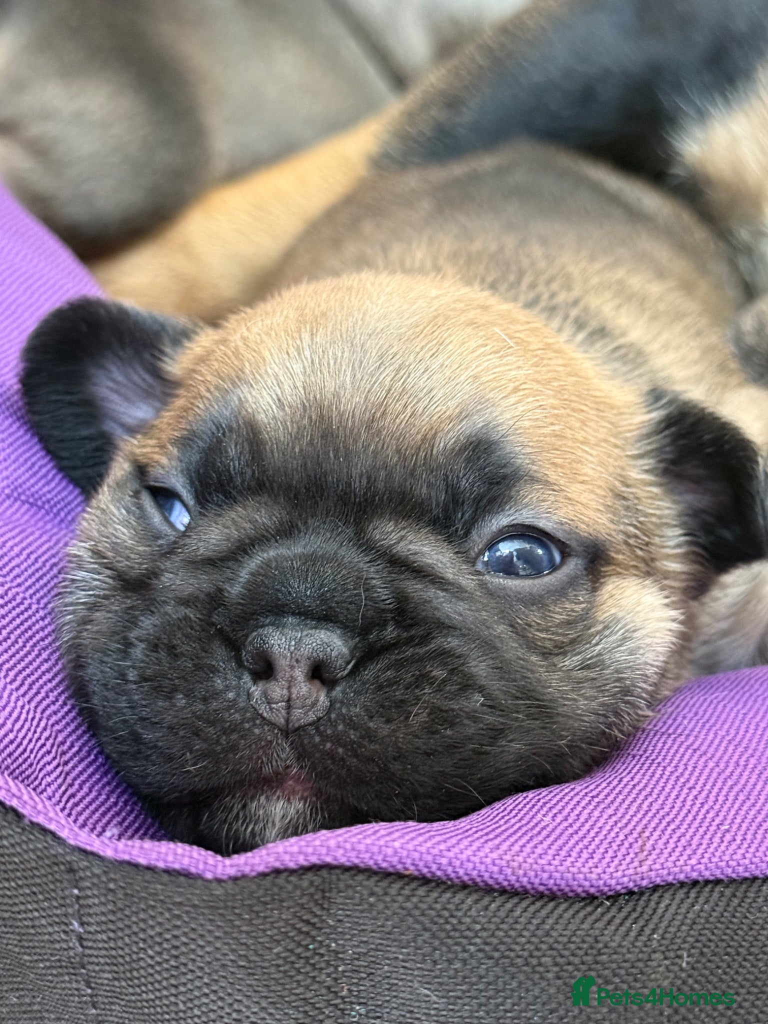 French Bulldog dogs TOP QUALITY KC REG FRENCH BULLDOG PUPPIES(HEALTHT) - Advert 8