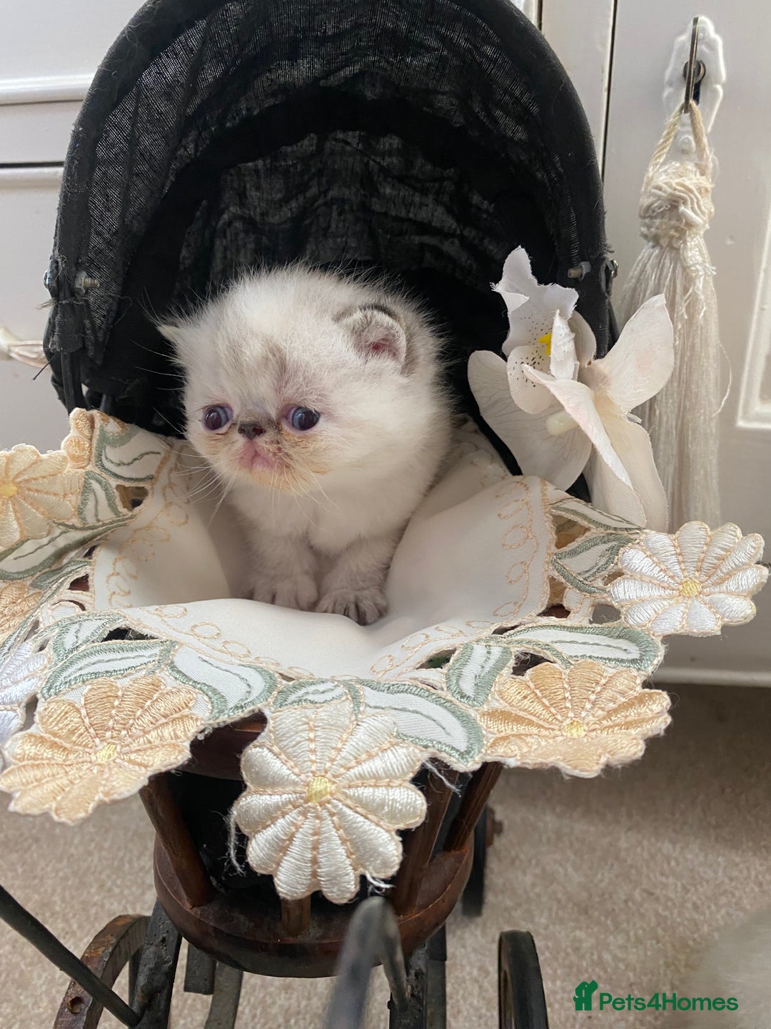 Exotic cats for sale: Outstanding exotic kittens  - Image 12