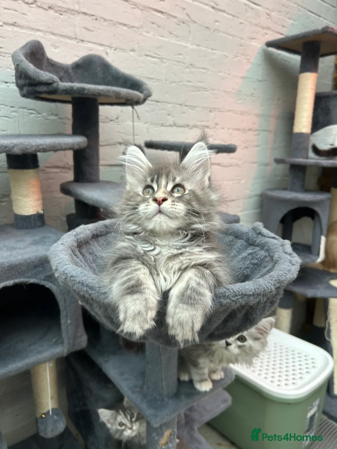 Maine Coon cats for sale: TICA reg Pedigree Maine Coon Kittens  - Advert 26