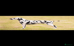 Dalmatian dogs for sale: Dalmation Puppies Have Arrived…!! - Image 4