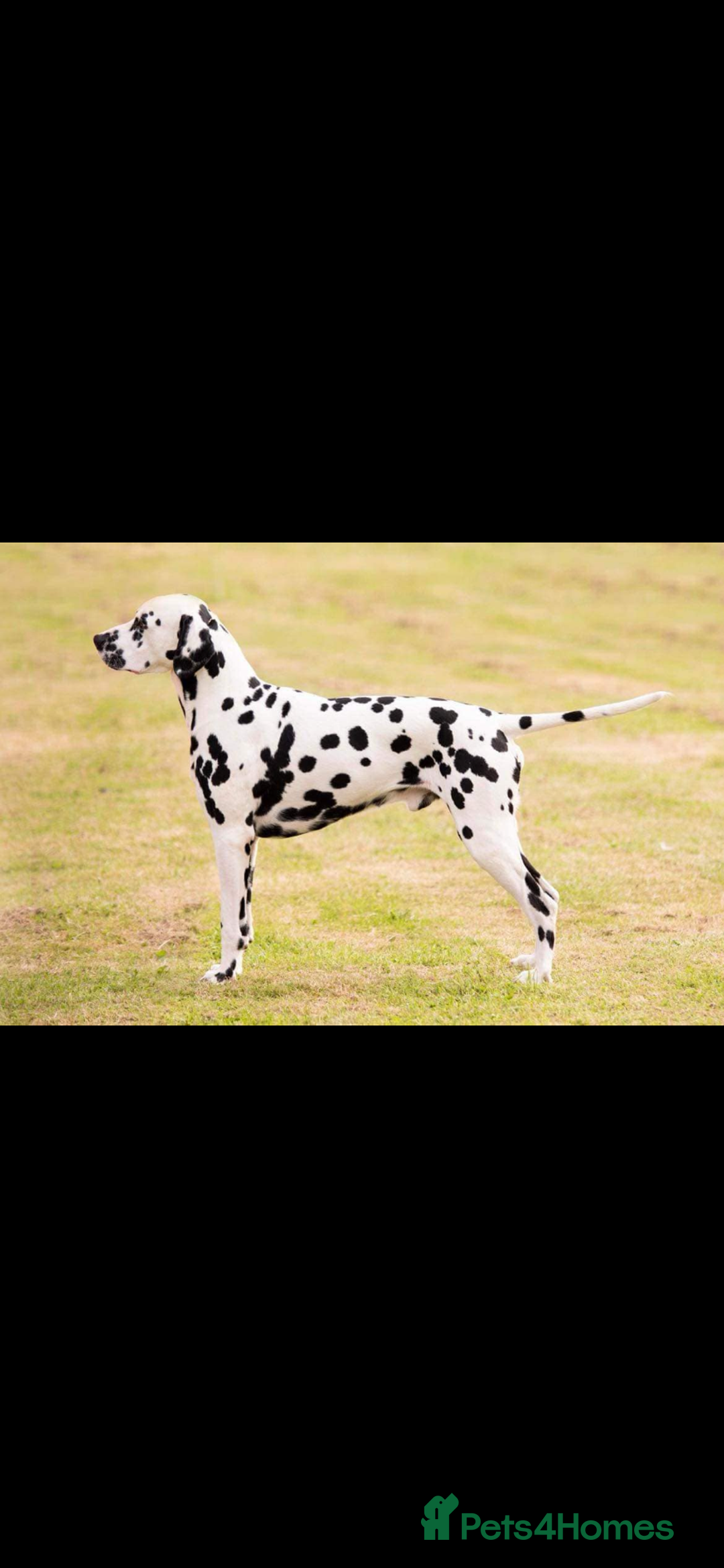 Dalmatian dogs for sale: Dalmation Puppies Have Arrived…!! - Image 4