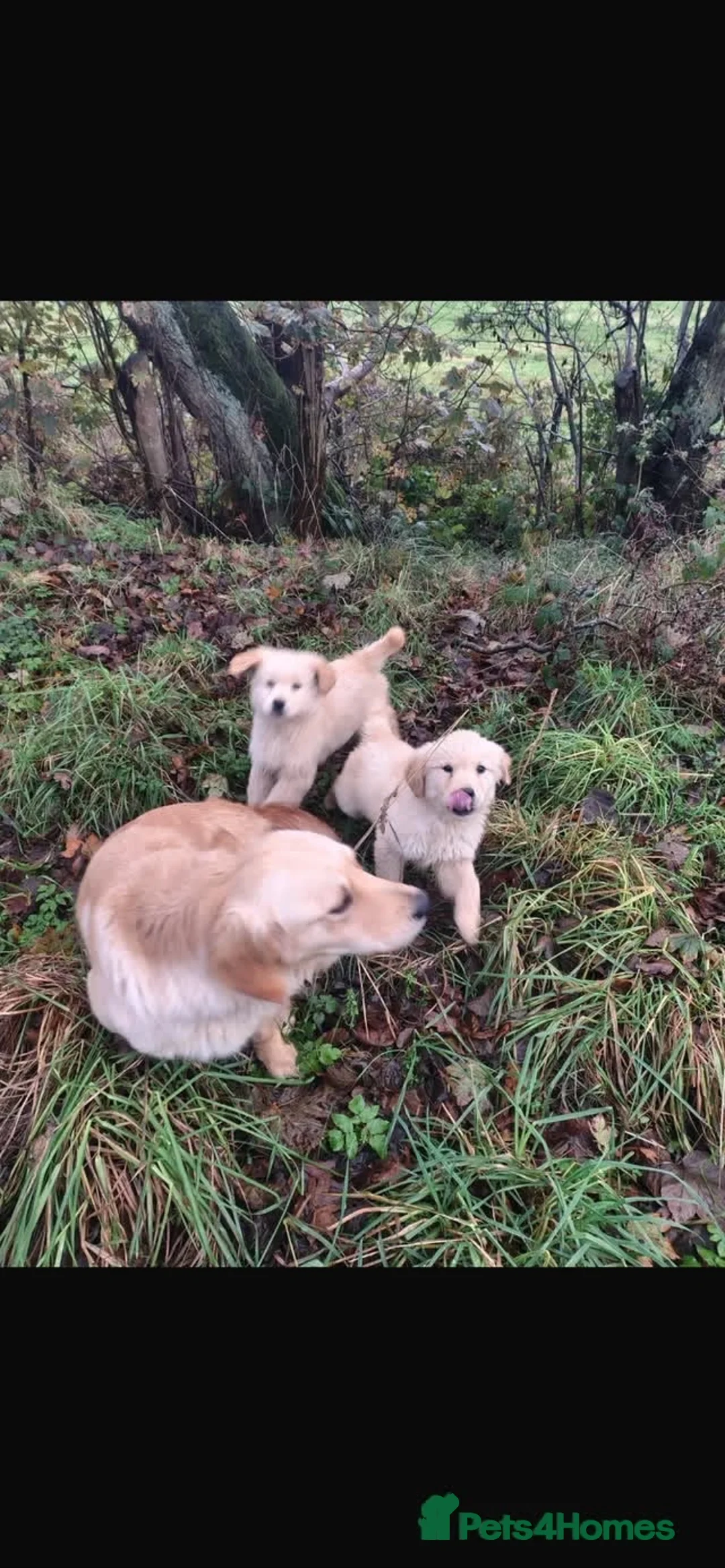 Golden Retriever dogs for sale: Golden retriever  - Advert 2