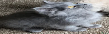 British Shorthair 5