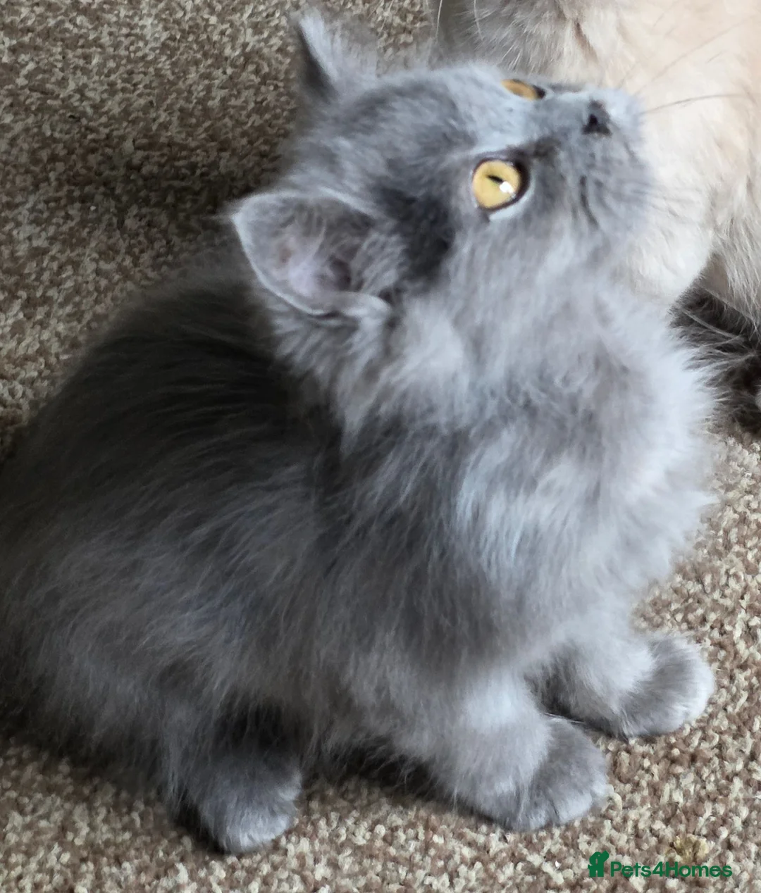 British Shorthair cats for sale: Beautiful BSH Kittens - Advert 10