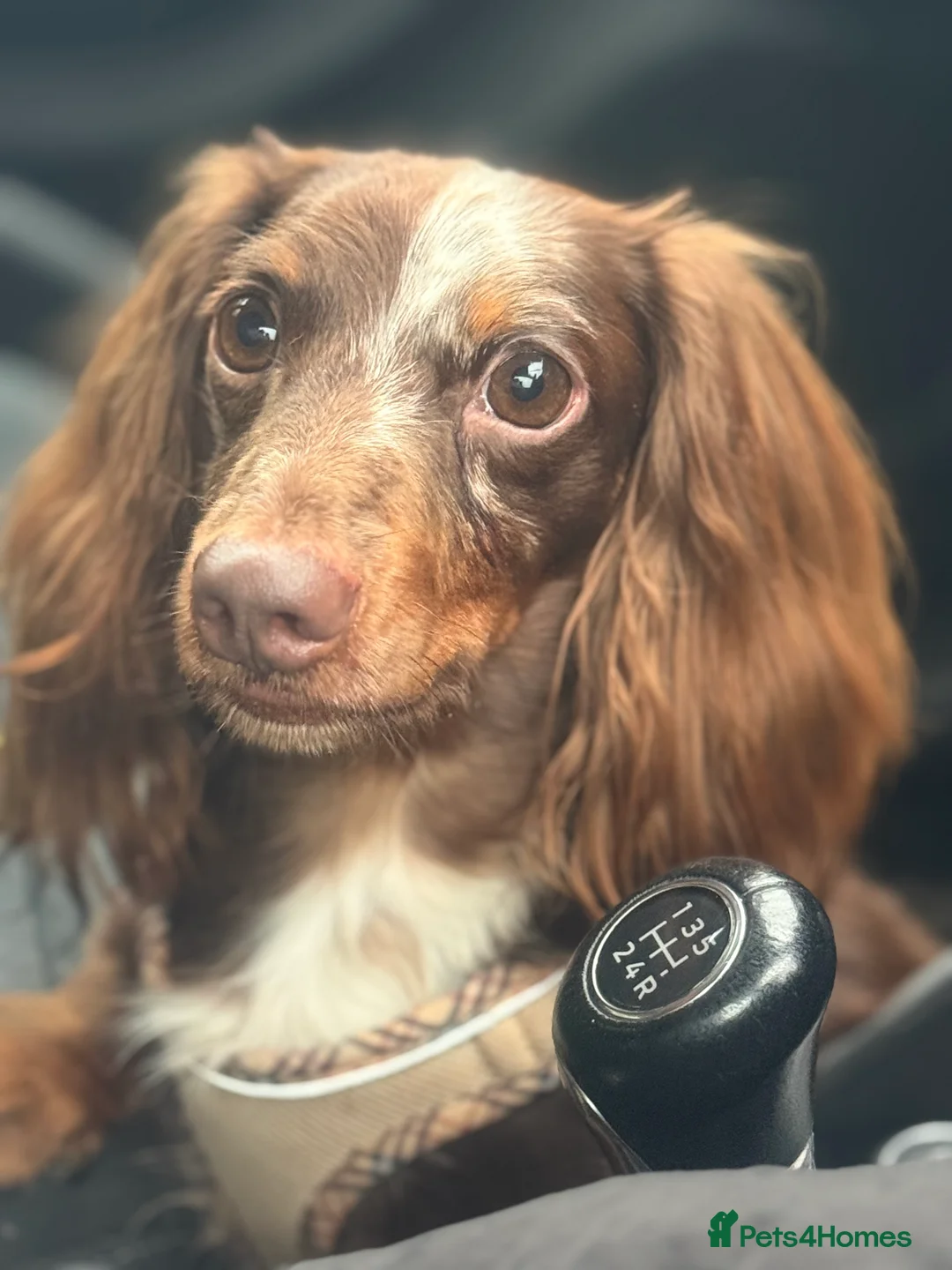 Miniature Dachshund dogs for sale: miniature Dachshund - Advert 2