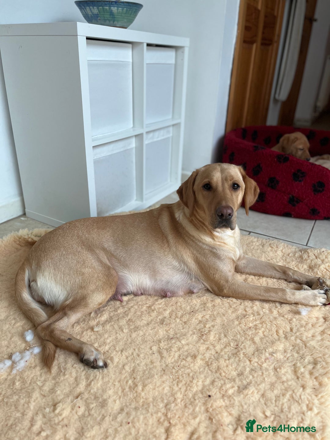 Labrador Retriever dogs for sale: Black female - Advert 1