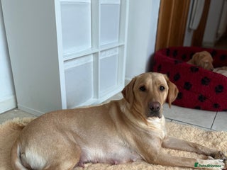 Labrador Retriever dogs Black female - Advert 1