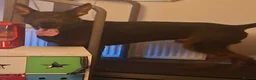 Chinese Red Dog dogs for sale: Chinese red dog for sell - Advert 2