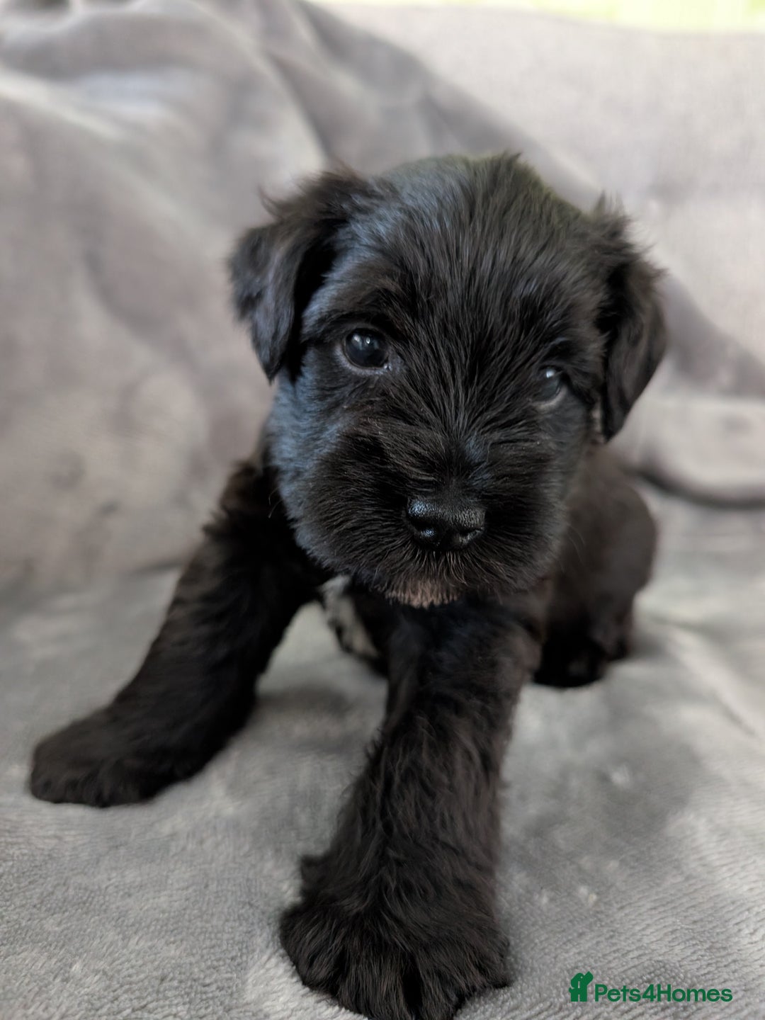 Miniature Schnauzer dogs for sale: Beautiful Miniature schnauzers - Advert 11