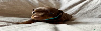 Miniature Dachshund Puppy 2 (Sage)