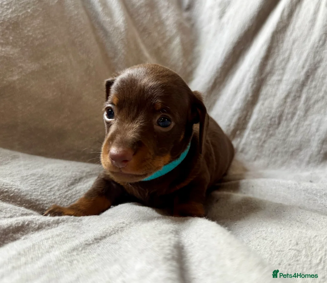 Miniature Dachshund dogs for sale: New Year’s Day Miniature Dachshunds!  - Advert 5