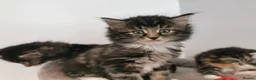 Mixed Breed cats for sale: Absolutely stunning kittens looking for a new home - Advert 10