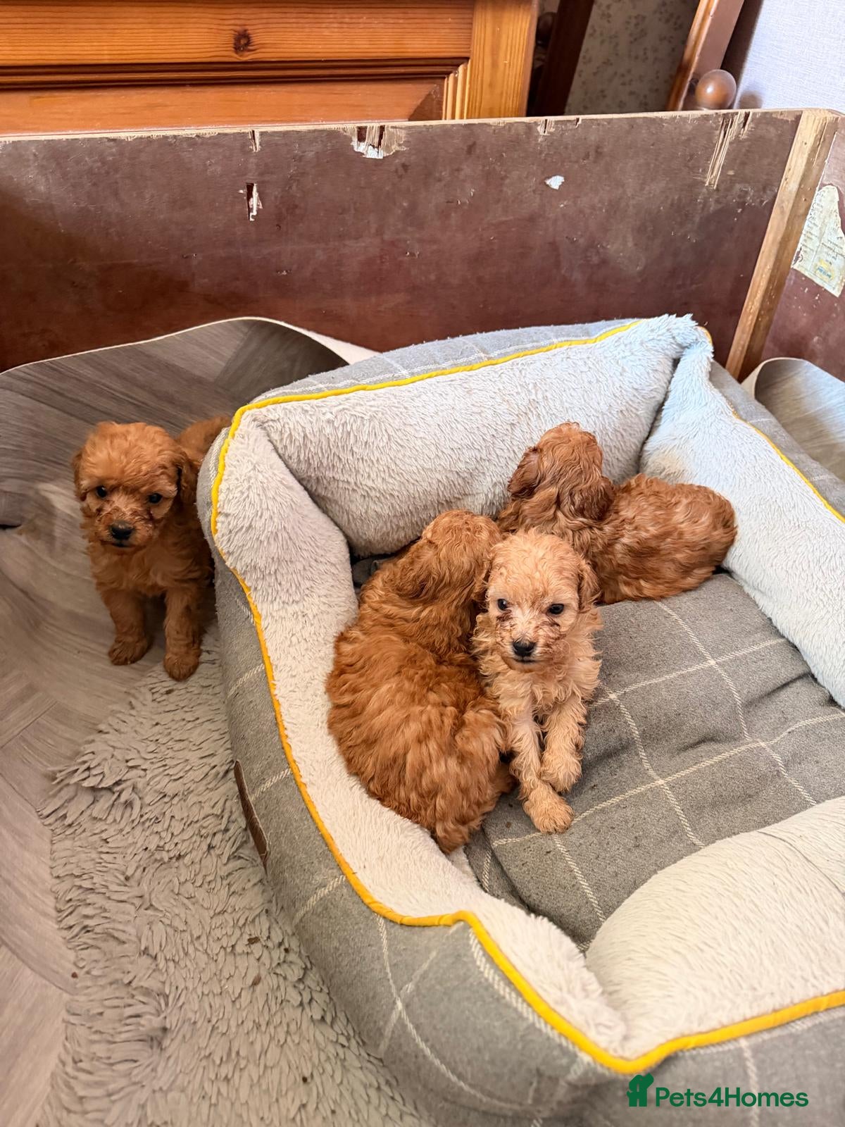 Toy Poodle dogs Toy poodles Maggies puppies  - Advert 3