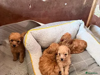 Toy Poodle dogs Toy poodles Maggies puppies - Advert 3