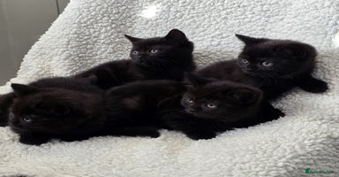 British Shorthair cats - Advert 10