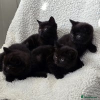 British Shorthair cats - Advert 6