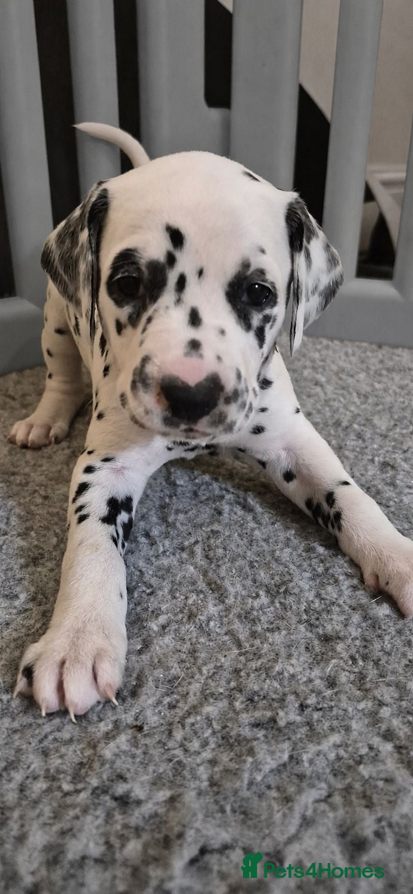 Dalmatian dogs SUPERB KC REGISTERED DALMATIANS - Advert 3