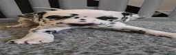 Dalmatian dogs for sale: SUPERB KC REGISTERED DALMATIANS - Advert 1