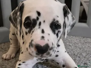 Dalmatian dogs SUPERB KC REGISTERED DALMATIANS - Advert 1