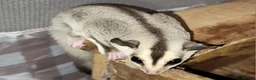 Sugar Glider rodents for sale: Lonely male sugar glider joey looking for a friend - Advert 9