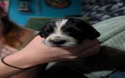 Mixed Breed dogs for sale: 3 cocker spaniel - sprollie pups - Image 2