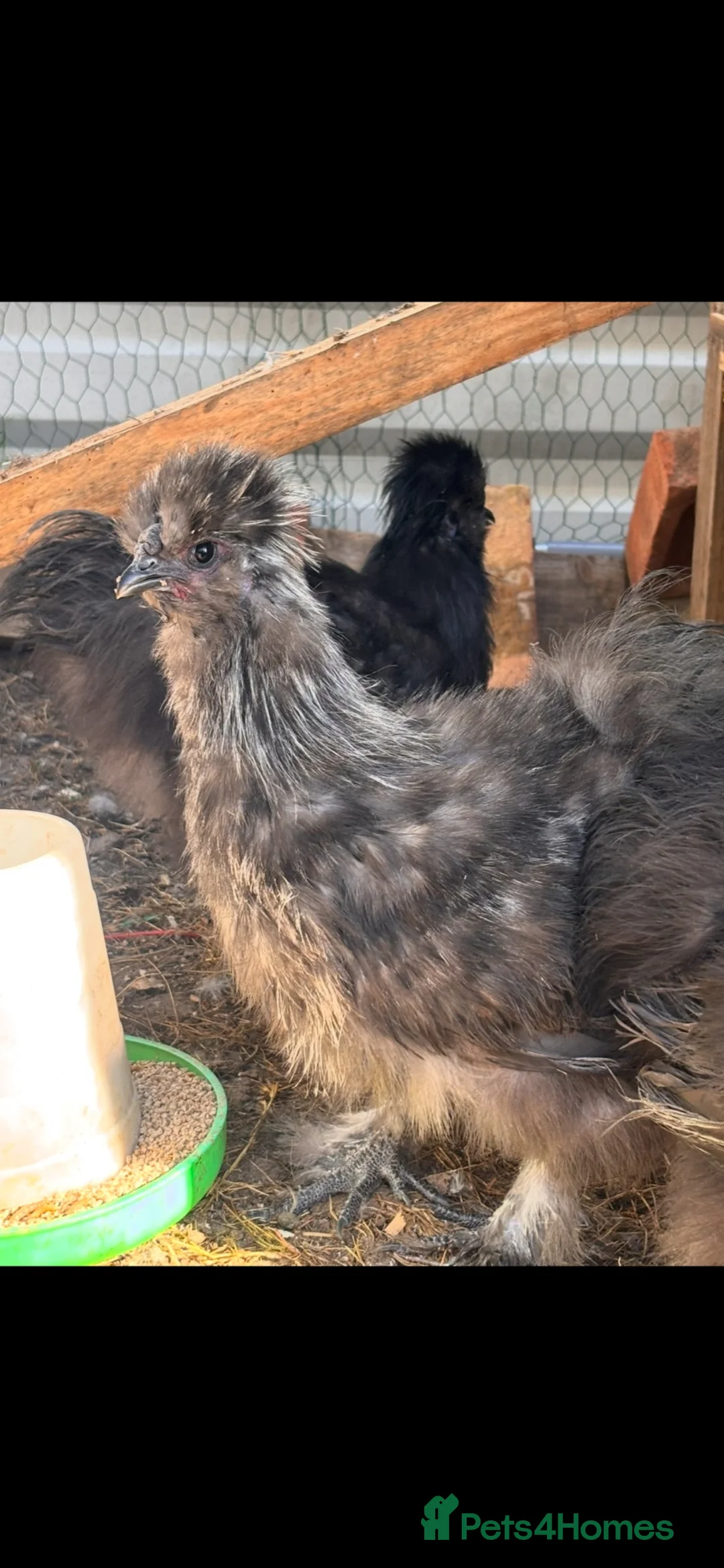 Chickens poultry for sale: Silkie cock in Sturminster Newton - Advert 2