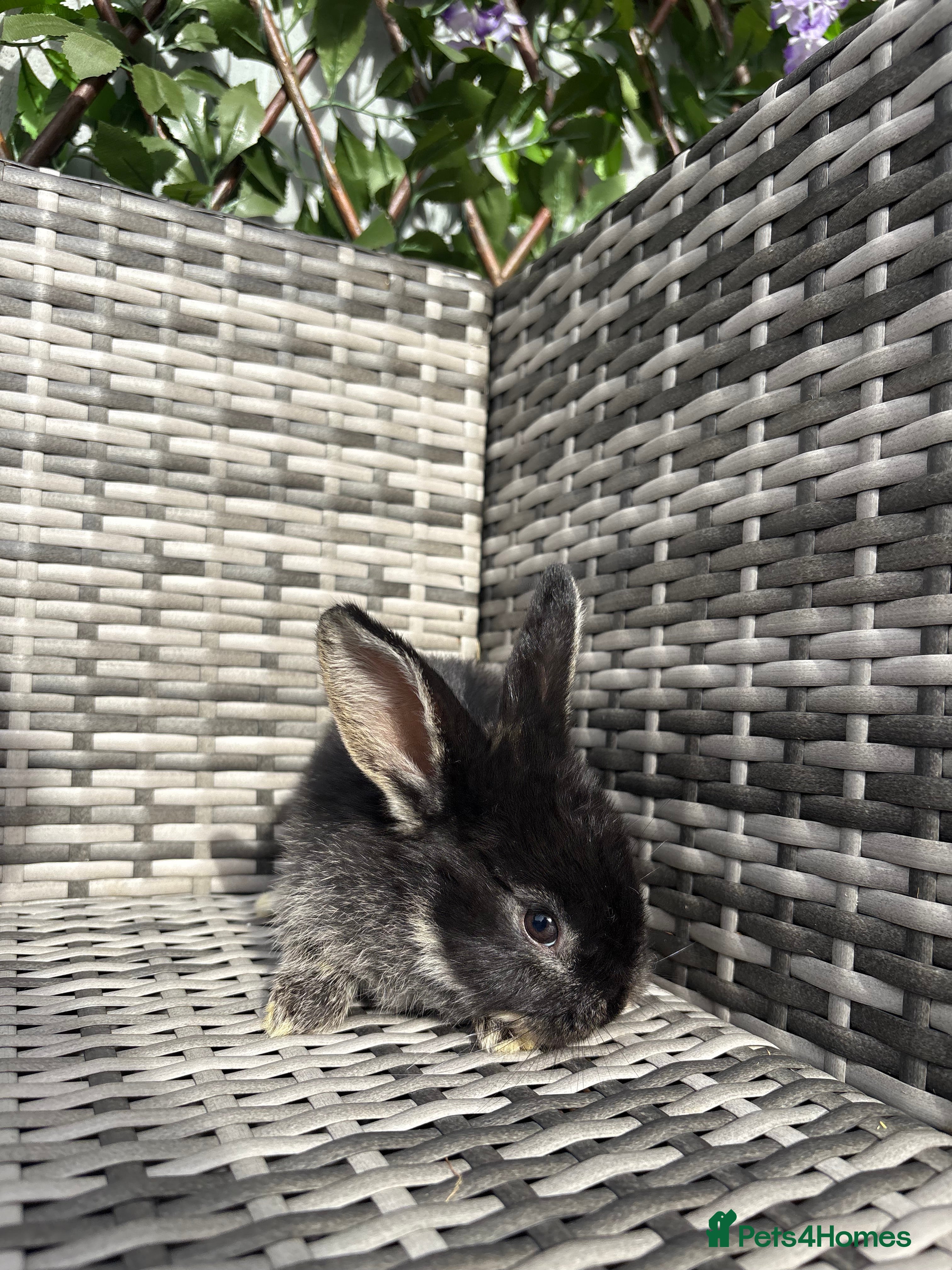 Mixed Breed rabbits Baby rabbits for sale  - Advert 1