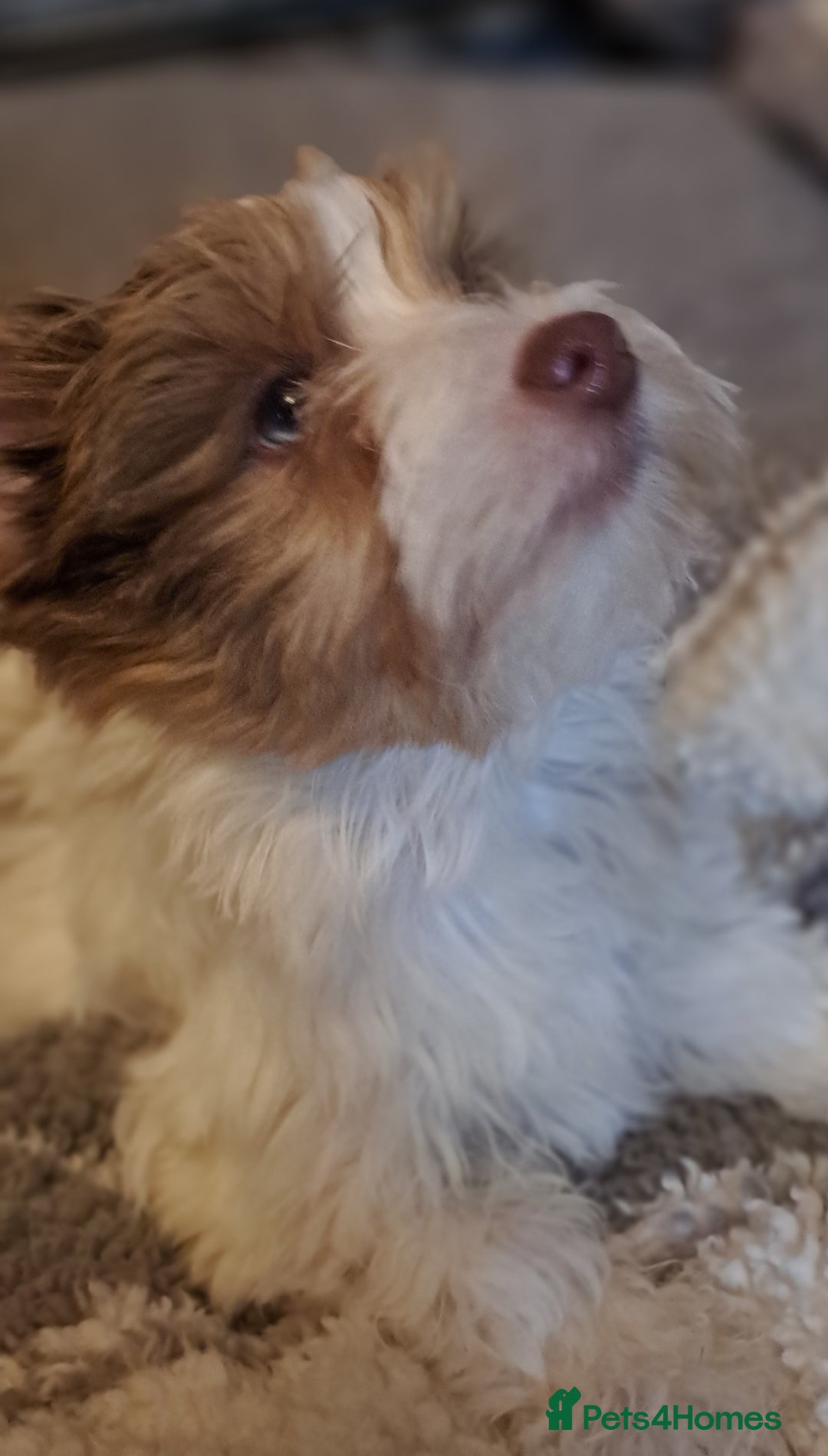 Yorkshire Terrier dogs for sale: 1 Boy & 3 Girls with Unique Coats - Advert 22