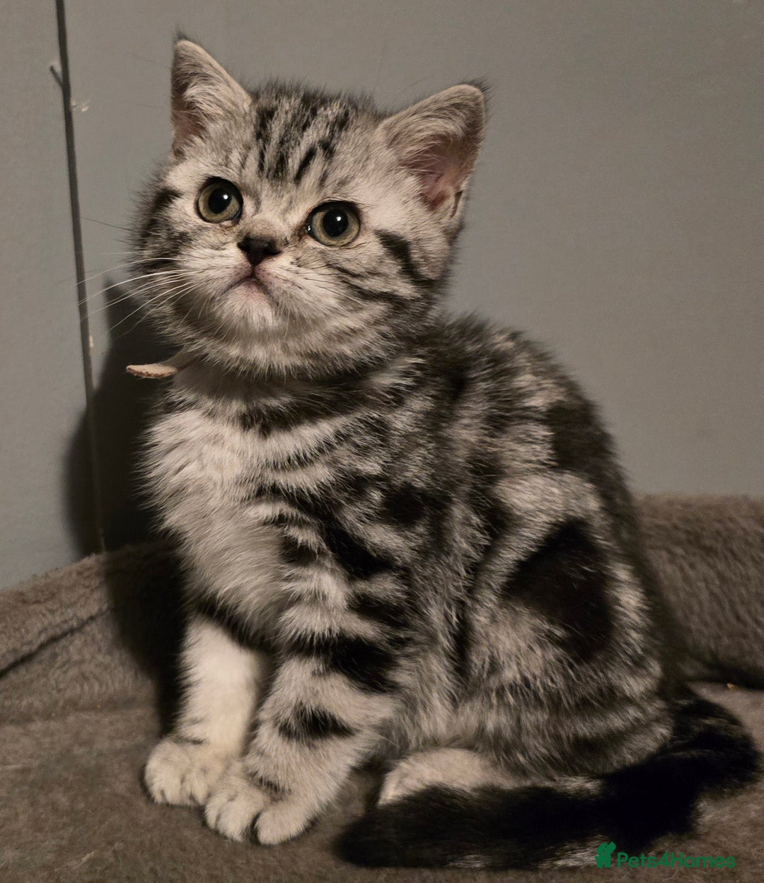 British Shorthair cats for sale: Beautiful bsh silver tabby kitten - Advert 6