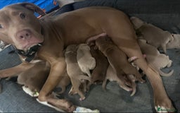 American Bully dogs for sale: 🐾 Medium Bully Puppies – Born 31.08.2025 –  - Image 8