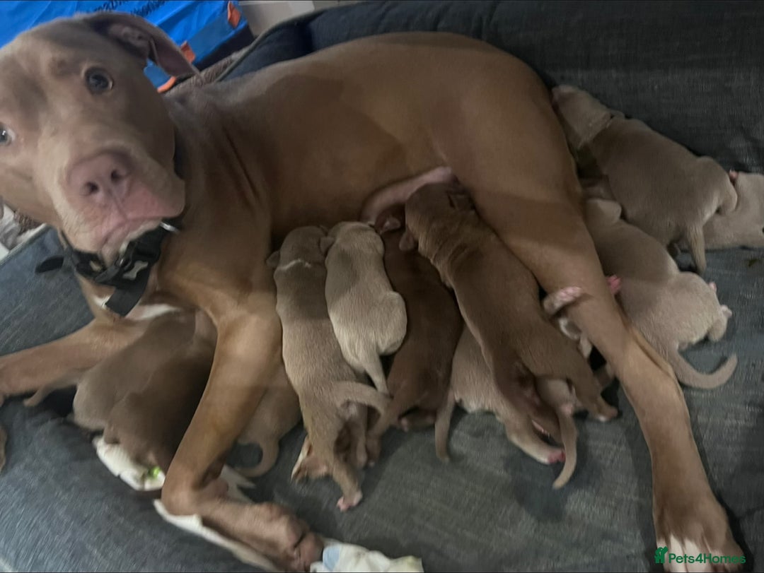 American Bully dogs for sale: 🐾 Medium Bully Puppies – Born 31.08.2025 –  - Image 8