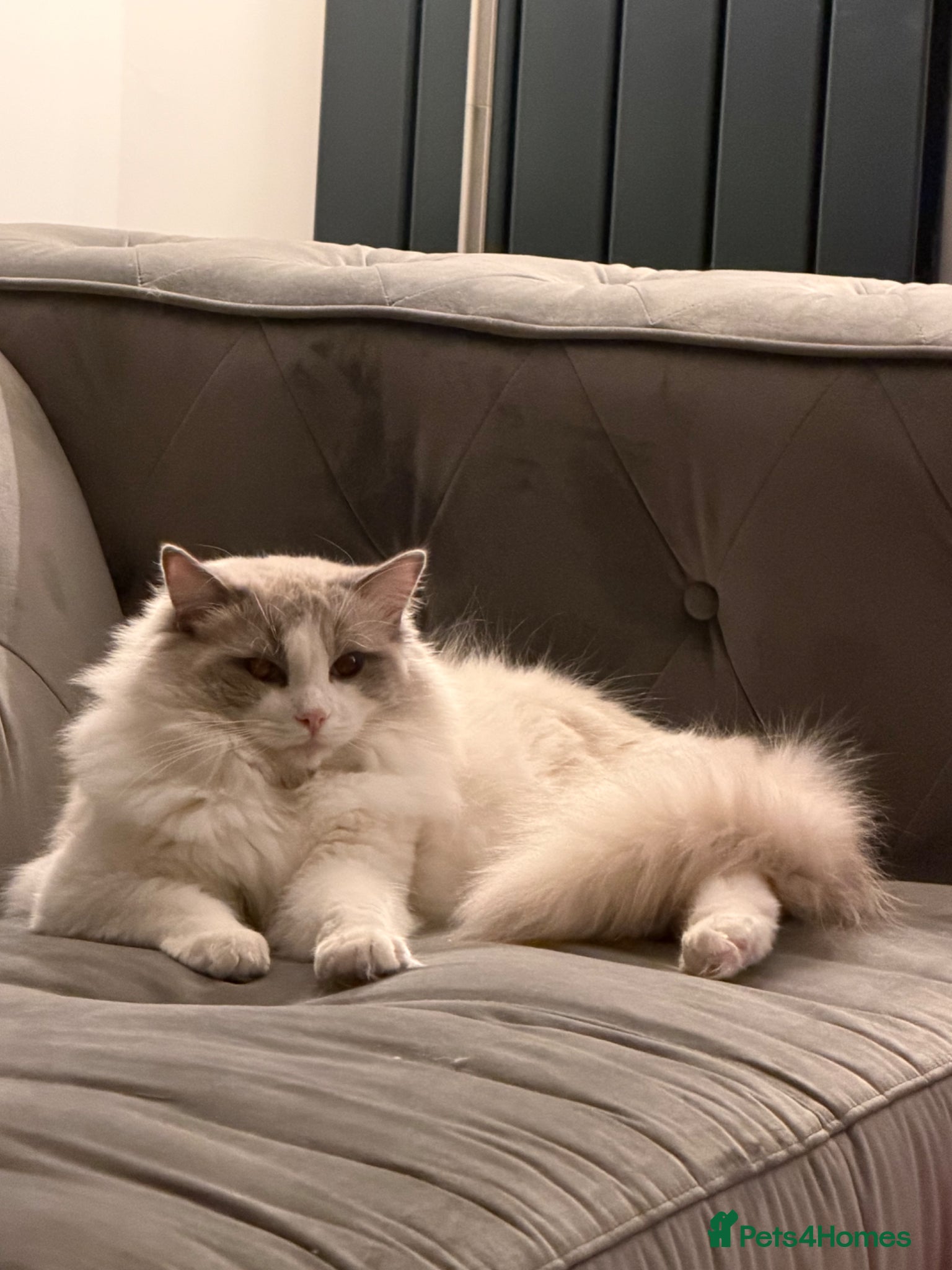 Ragdoll cats Bi-Coloured Ragdoll Stud GCCF (Active) - Advert 2