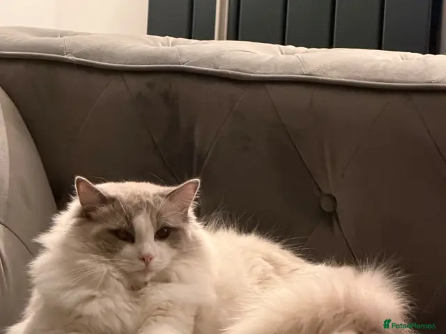 Ragdoll cats Blue point Bi-Coloured Ragdoll Stud GCCF (Active) - Advert 1